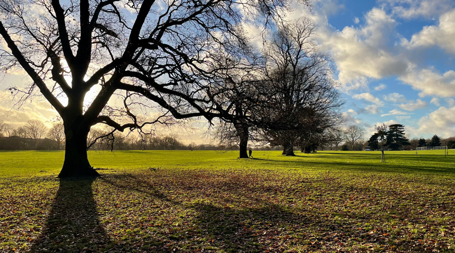 Avery Hill Park and Trees